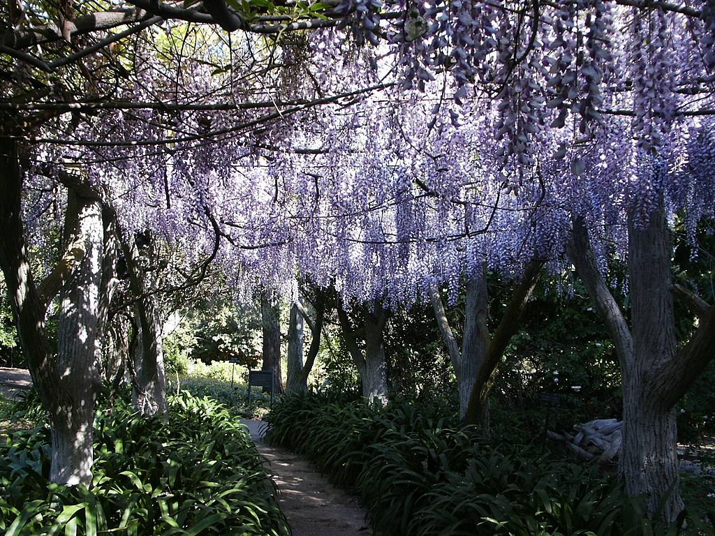 2022 Mount Wilson Observatory Star Party & Huntington Library Group Tour Tickets - Stargazing & Botanical Garden Experience