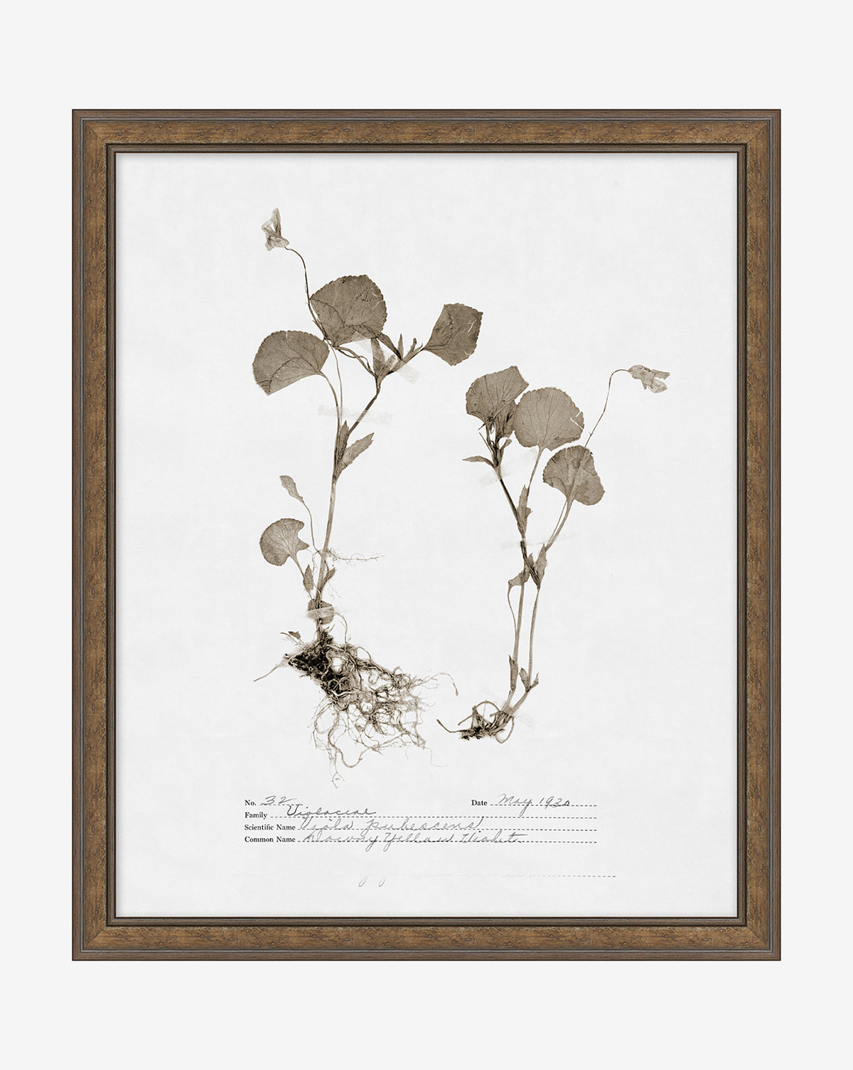 Subdued Botanicals II - Elegant Floral Wall Art Prints for Home & Office Decor | Perfect for Living Room, Bedroom, and Gift Giving