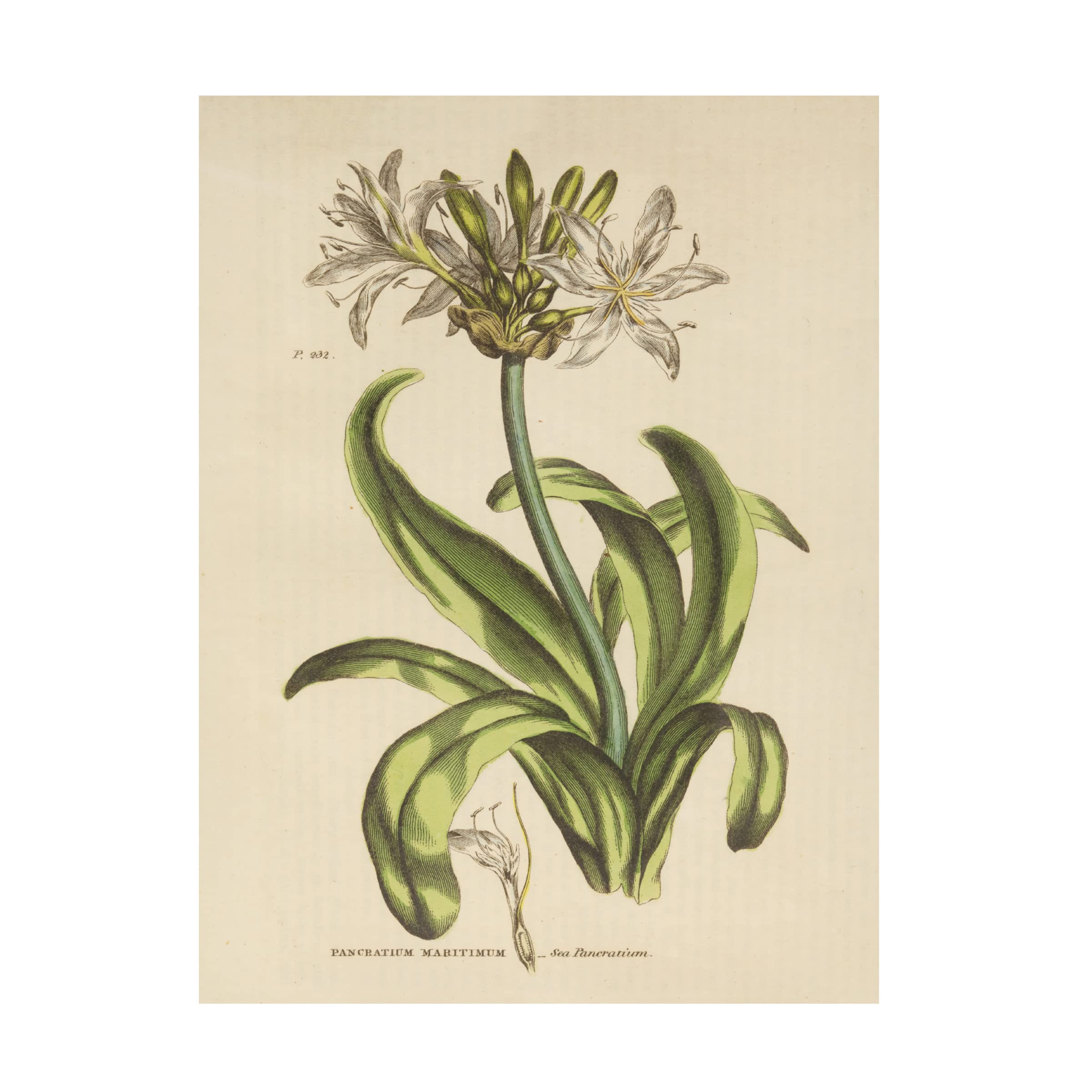 Trademark Fine Art 'Herbal Botanical XX' Canvas Wall Art Print by Wild Apple - Nature Inspired Home Decor for Living Room, Bedroom & Office