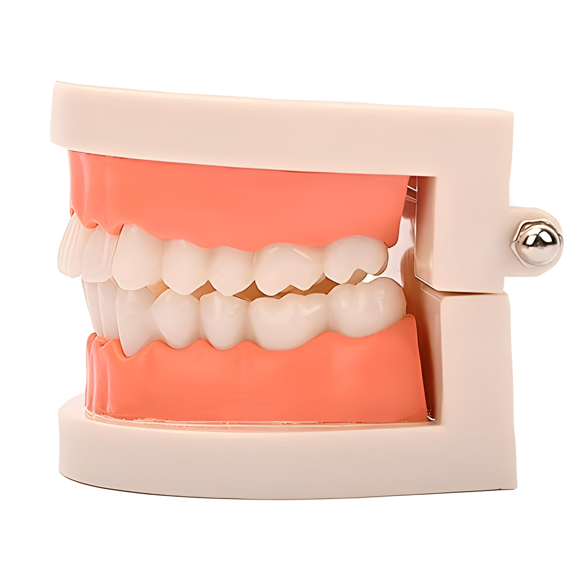YOFAN Standard Teeth Model for Kids & Adults - Dental Teaching Study Supplies, Typodont Demonstration Teeth Model (Without Wisdom Teeth) - Perfect for Dental Students, Dentists & Classroom Education