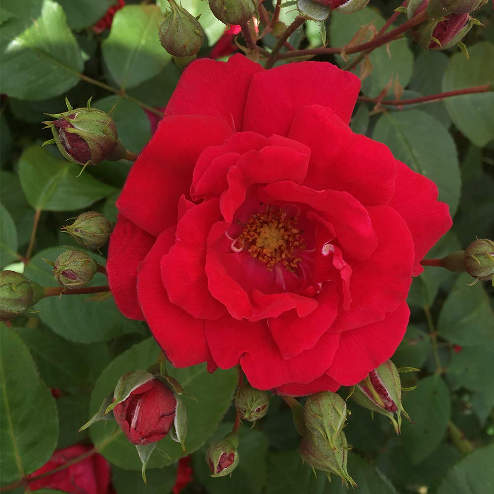 Heirloom Red Climbing Rose Plant - Blaze Rose Bush | Live Outdoor Rose Plants for Garden, Trellis & Fence | Perfect for Landscaping, Wedding Decor & Home Gardens