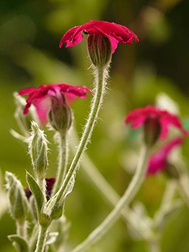 Silene Coronaria (Rose Campion) 20x30 Inch Laminated Wall Poster - Vibrant Colors & High-Quality Print - Perfect for Home Decor, Living Room, Bedroom & Office Wall Art