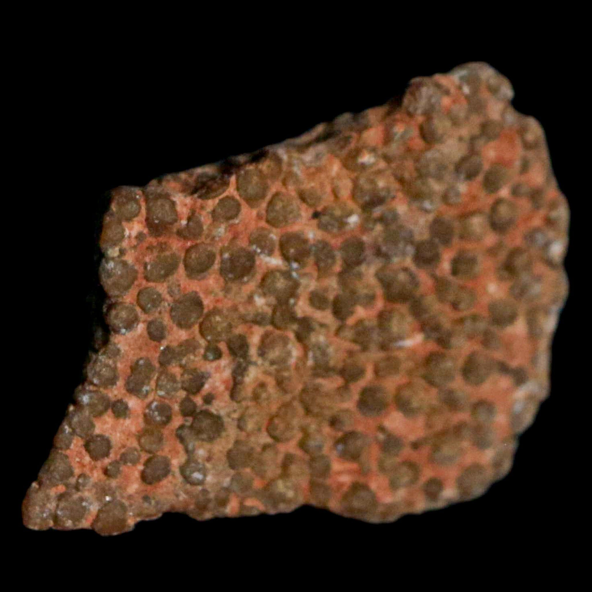 Authentic 0.5 Megaloolithus Titanosaur Dinosaur Fossil Egg Shell from Bouches-du-Rhône, France - Rare Collector's Item for Museum Display & Paleontology Enthusiasts | Perfect for Educational Exhibits, Home Decor, and Science Classroom Specimens