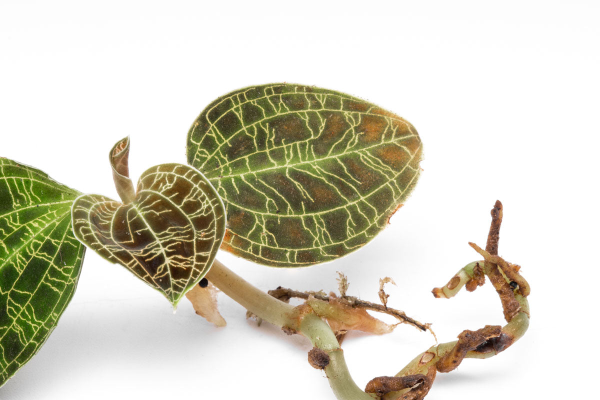 Macodes Petola Jewel Orchid - Rare & Exotic Live Plant for Terrariums & Indoor Gardens | Perfect for Home Decor & Plant Enthusiasts