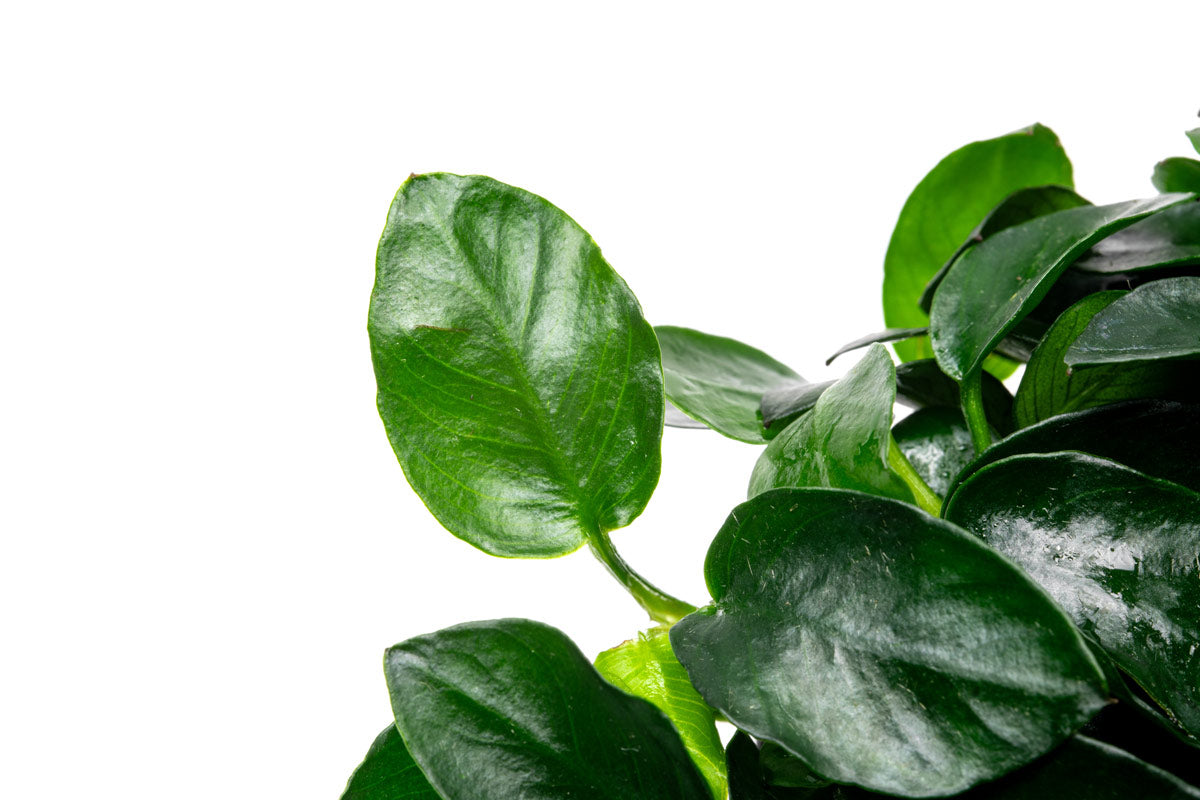 Anubias Barteri Petite Round Live Aquarium Plant - Easy Low Light Freshwater Aquatic Plant for Fish Tanks, Aquascaping & Nano Tanks