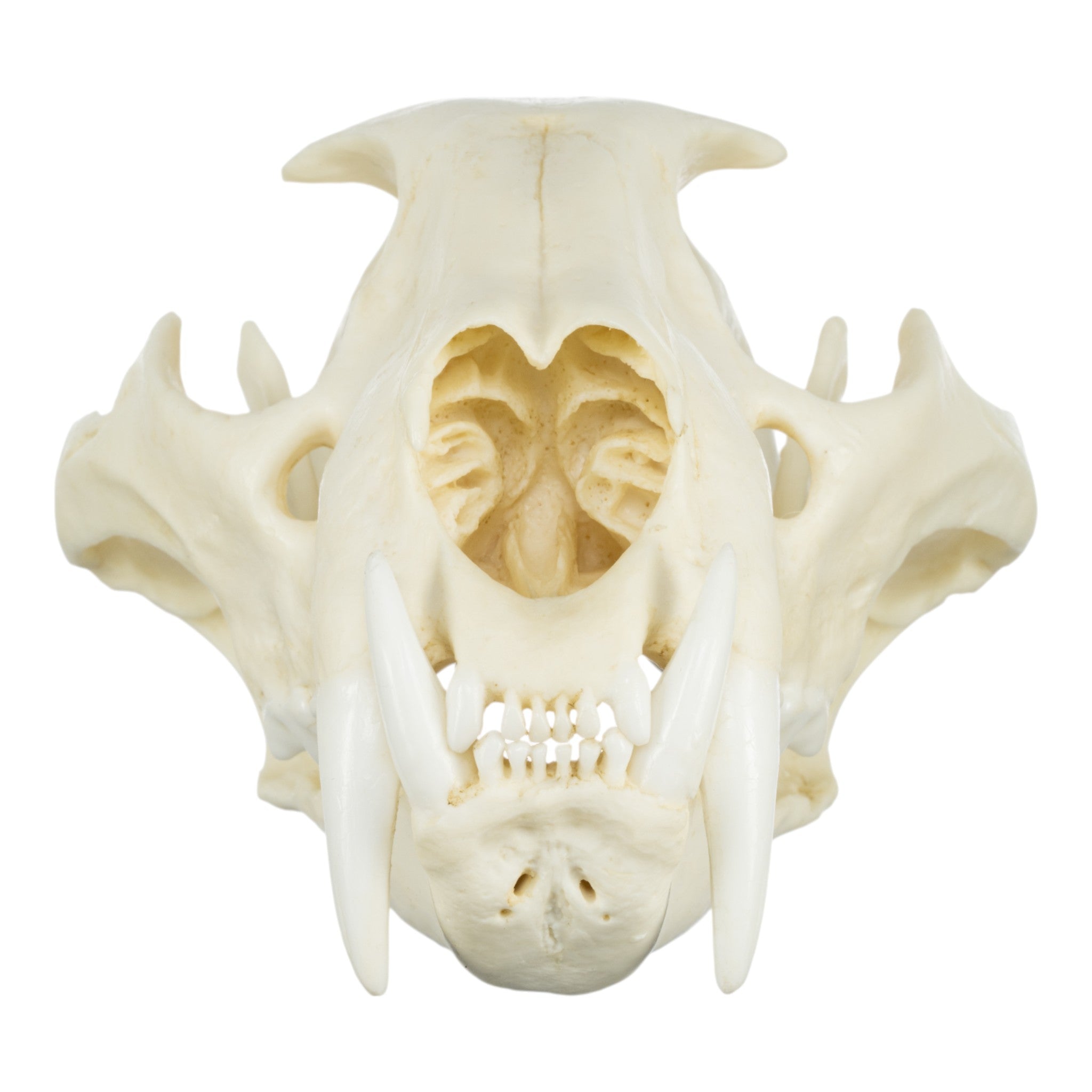 Authentic African Leopard Skull Replica - Premium Home Decor & Unique Gift for Wildlife Enthusiasts - Perfect for Safari-Themed Rooms, Hunting Lodges & Taxidermy Displays