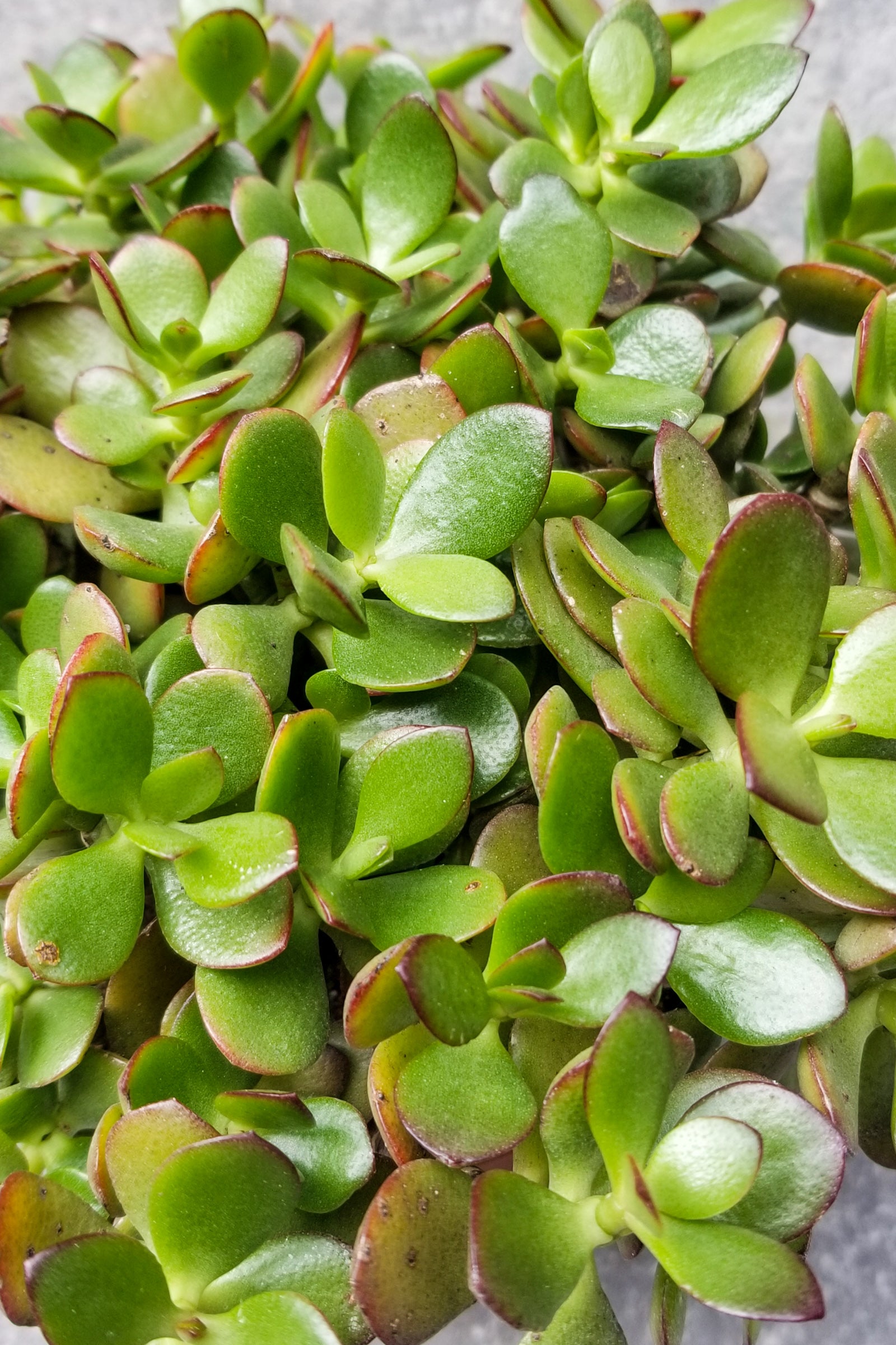 Crassula ovata 'Crosby' - 6 Inch Jade Plant Succulent for Home Decor, Office Desk, and Indoor Gardening | Easy Care Houseplant for Beginners