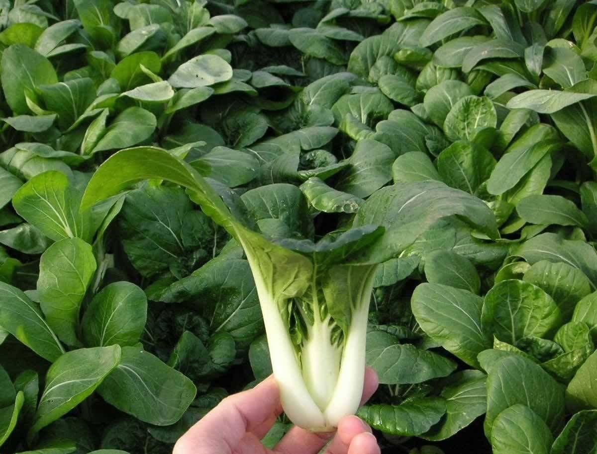 Organic Pak Choi Chinese Cabbage Seeds - 2000 Non-Heading Leafy Vegetable Seeds for Home Garden, Asian Cooking & Healthy Salads