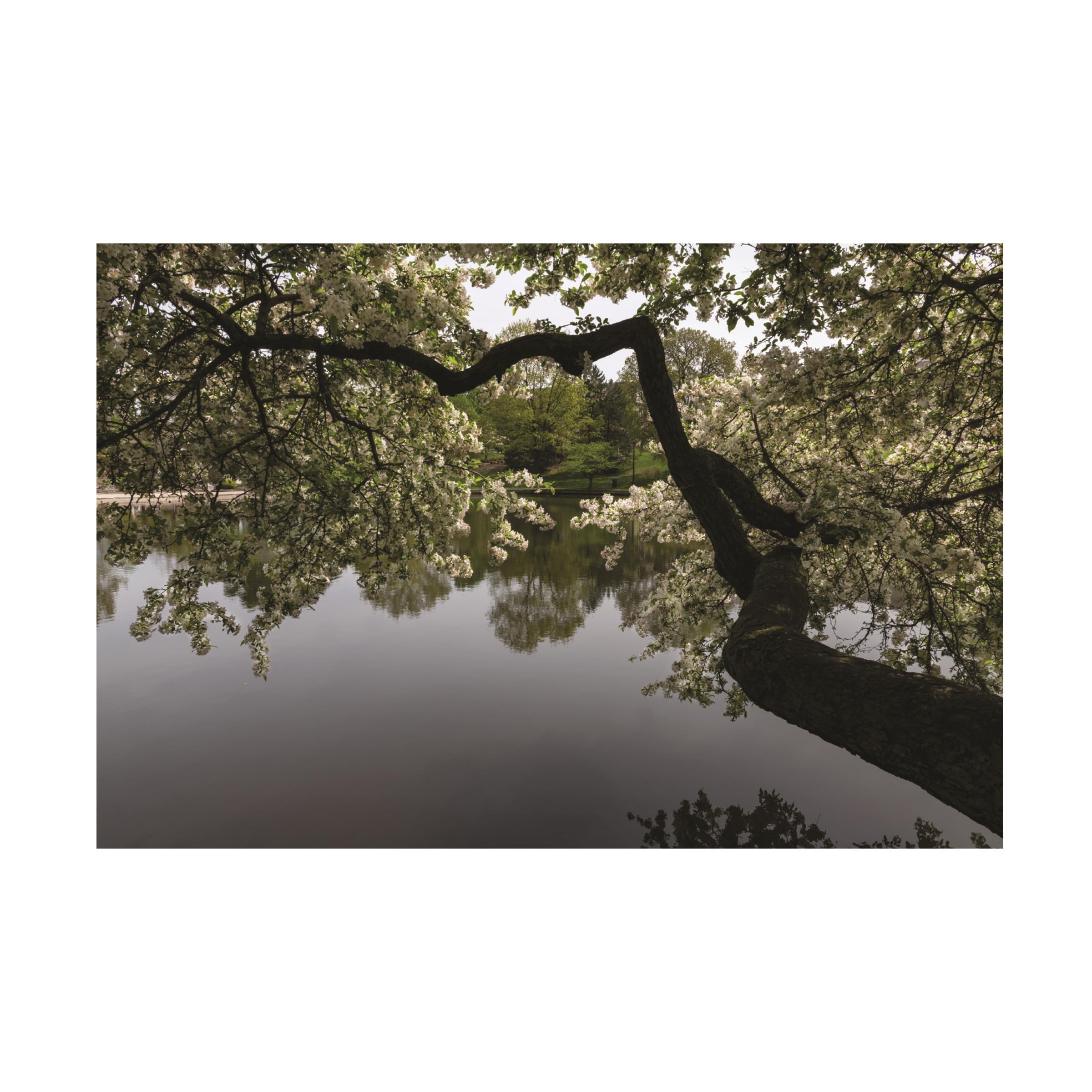 Kurt Shaffer 'For The Love Of Spring' Floral Canvas Wall Art Print - Nature Photography Home Decor for Living Room, Bedroom & Office