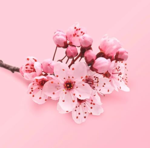 Cherry Blossom & Tea Rose Exfoliating Body Scrub - 10 oz Natural Skincare for Soft, Smooth Skin | Perfect for Spa Day & Self-Care Routine