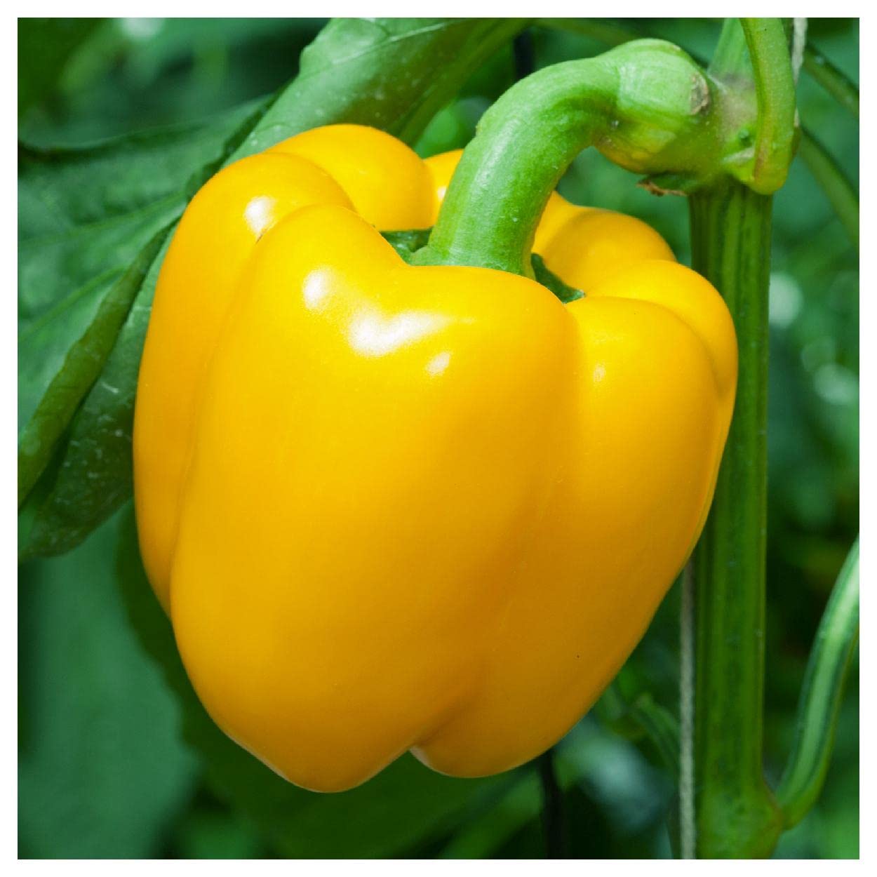 Everwilde Farms - 1/4 Lb Sunbright Sweet Pepper Seeds - Non-GMO, Heirloom, Gold Vault Packaging - Perfect for Home Gardening, Vegetable Patches & Organic Farming