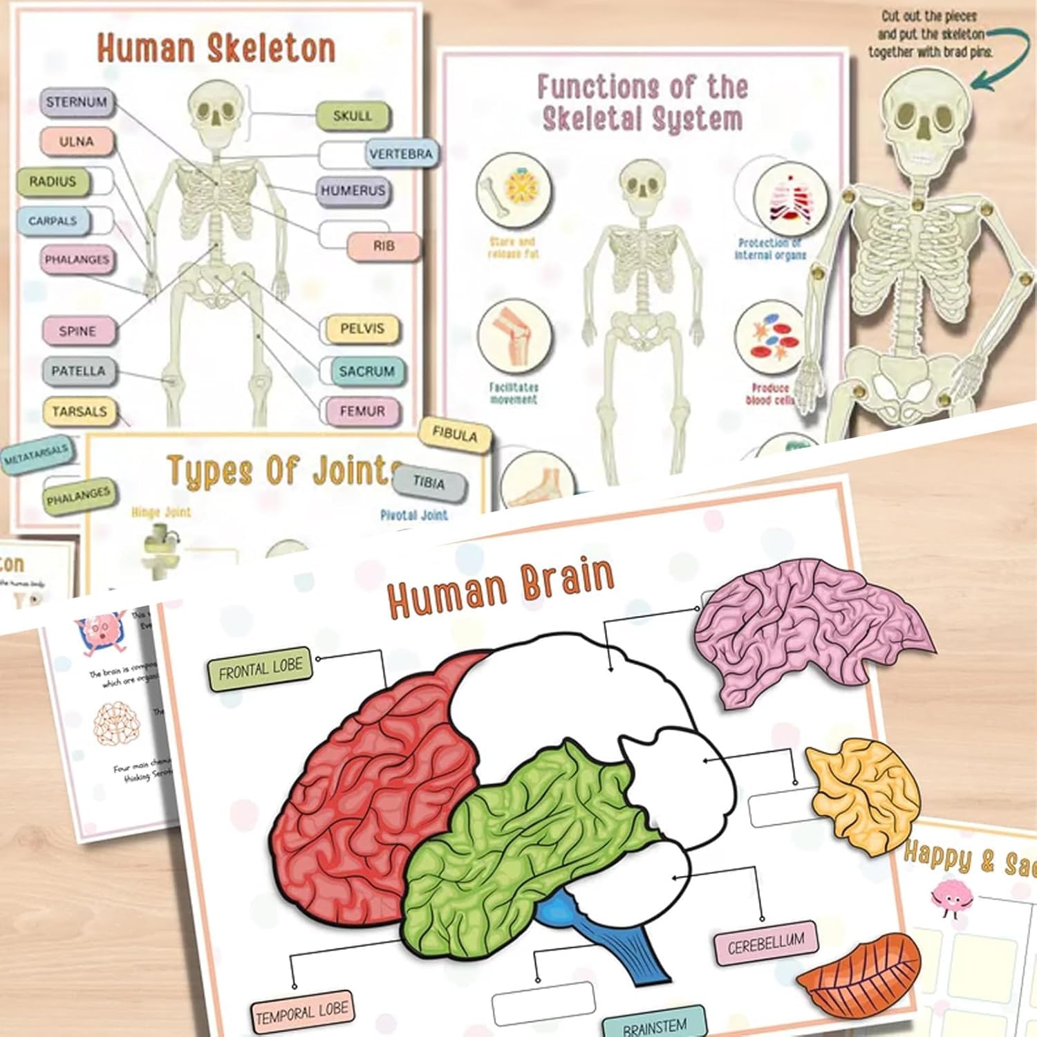 Interactive Human Anatomy Busy Book for Kids - Preschool Learning Toy with Organ Matching Game | Discover Body Secrets | Perfect for Homeschool Science & Montessori Education