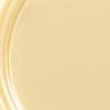 Polished Brass