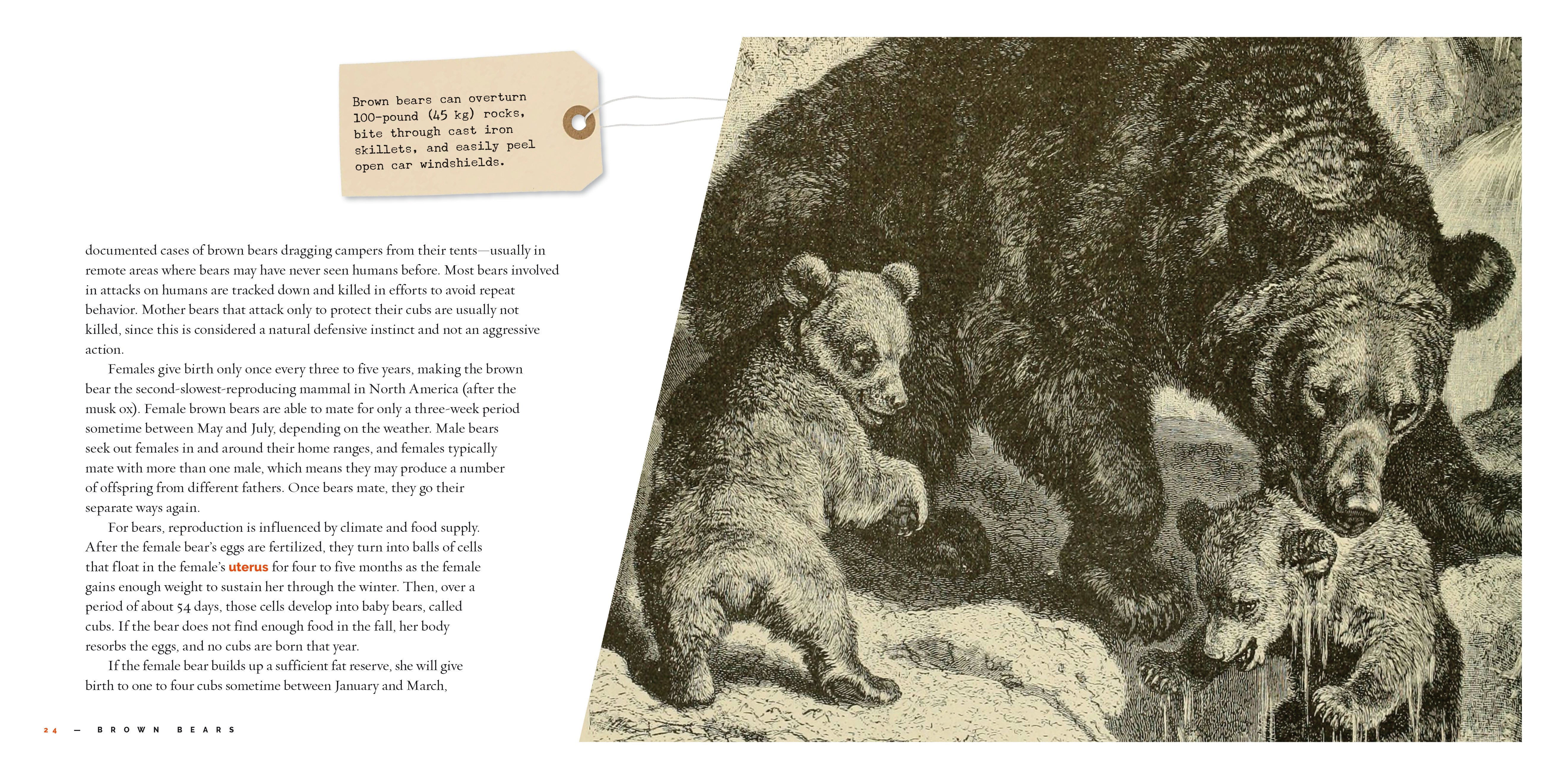 Brown Bears Book 9781640267756 - Wildlife Nature Guide for Kids & Adults - Perfect for Education, Gifts & Home Library