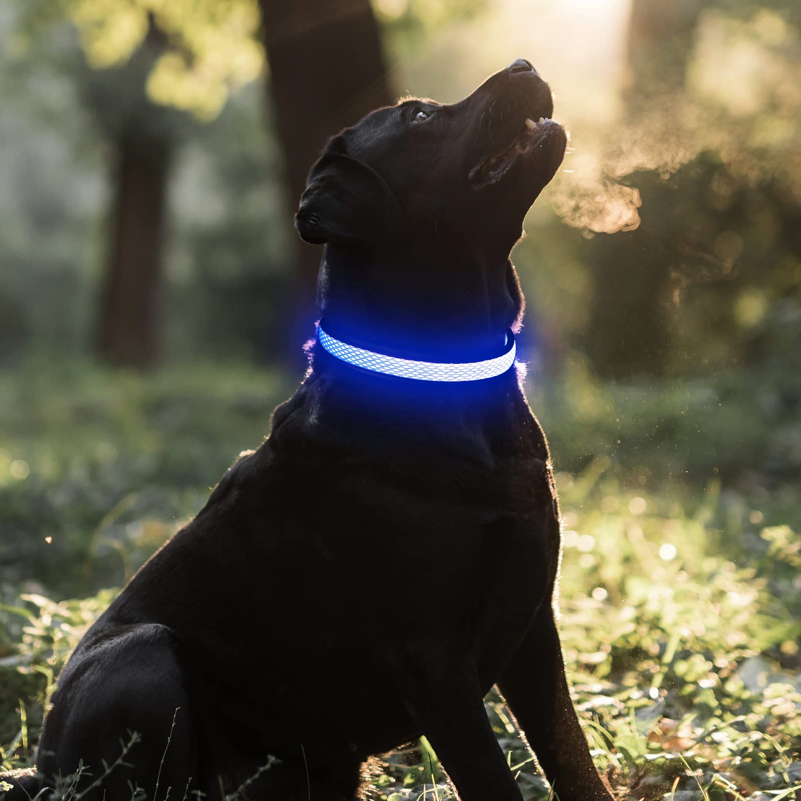 BSEEN Rechargeable LED Dog Collar - Reflective Glow in The Dark Collar for Small Dogs, Blue - Waterproof & Adjustable for Night Walking, Jogging, and Outdoor Safety