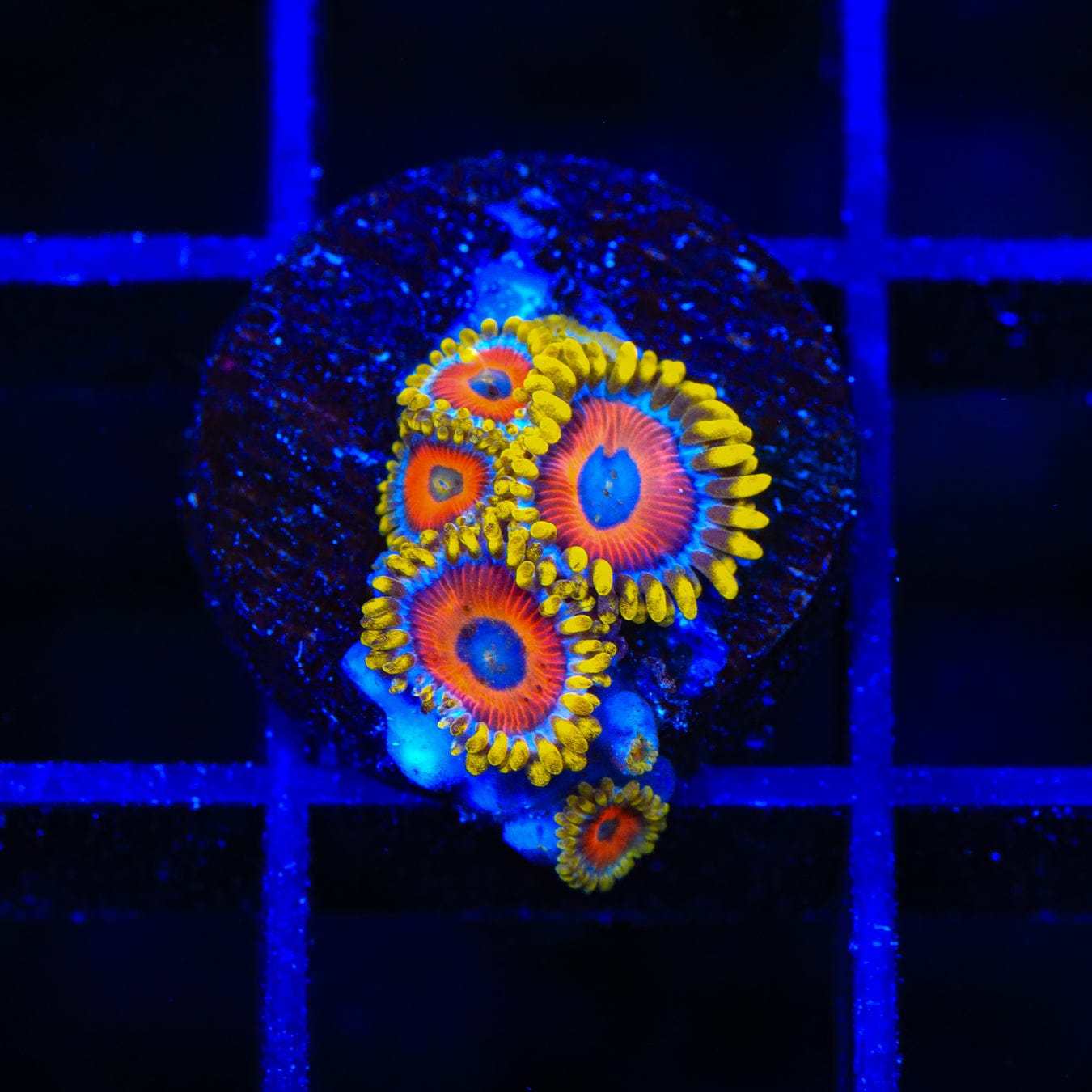Premium Eagle Eye Zoanthids Coral for Saltwater Aquariums - Vibrant Coral Frags for Reef Tanks & Marine Displays
