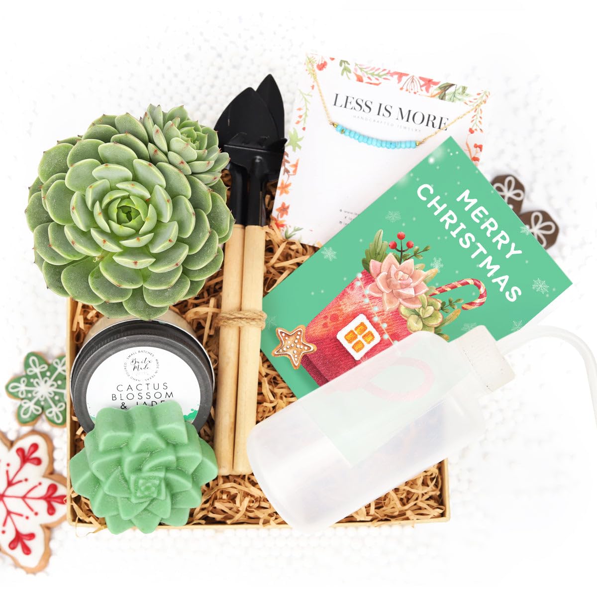 Premium Succulent & Air Plant Gift Box for Women - Personalized Plant Lover Gift Set - Unique Holiday & Birthday Present - Home Office Desk Decor & Housewarming Gift Idea