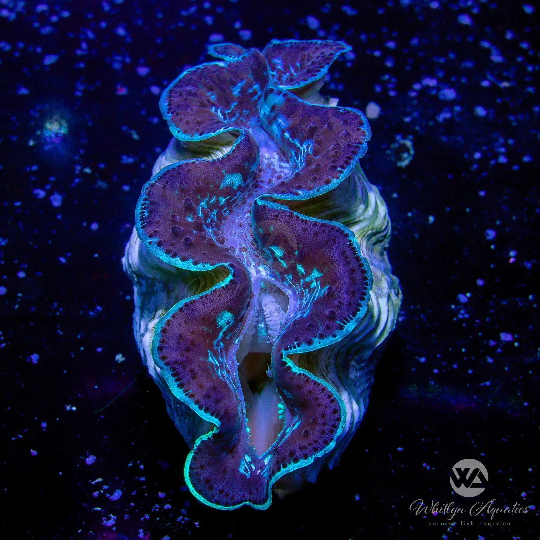 Premium Blue Maxima Clam (~5 Inch) - Live Saltwater Aquarium Coral for Reef Tanks | Perfect for Marine Aquascaping and Coral Displays