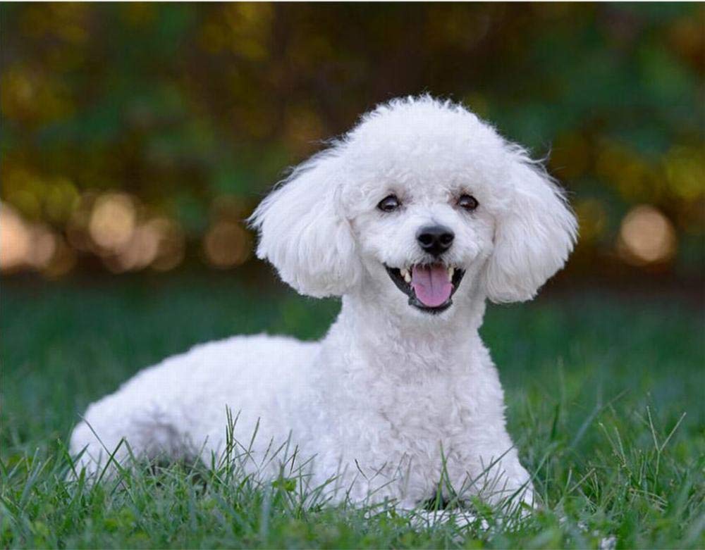 ENCHYS 5D DIY Diamond Painting Kit for Adults & Kids - White Poodle Dog Diamond Art with Full Drill, 40x50cm, Home Wall Decor, Gift Idea, Stress Relief Craft Activity