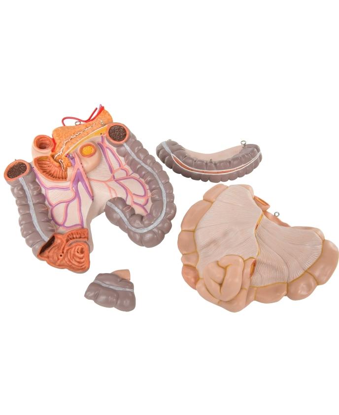 Unisex Anatomical Torso Model with Removable Ribs & Open Back - 21-Part Human Body Anatomy Kit for Medical Students & Science Education