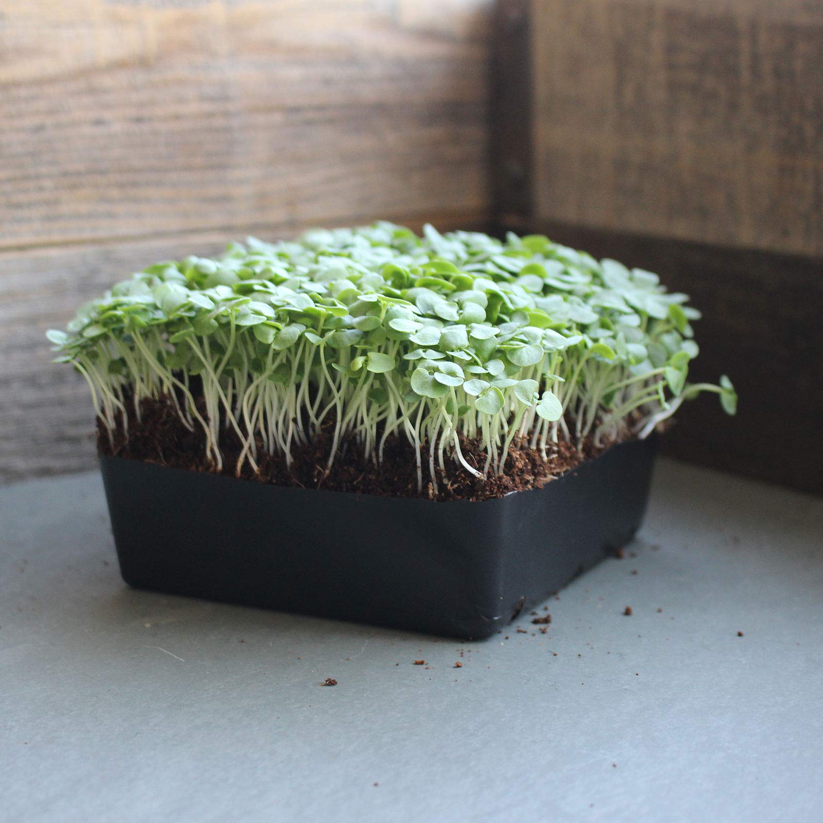 Organic Thai Basil Seeds - 1 Lb Bulk Herb Seeds for Growing Microgreens | Indoor Gardening, Hydroponics, Container Planting | Perfect for Salads, Garnishes & Asian Cuisine
