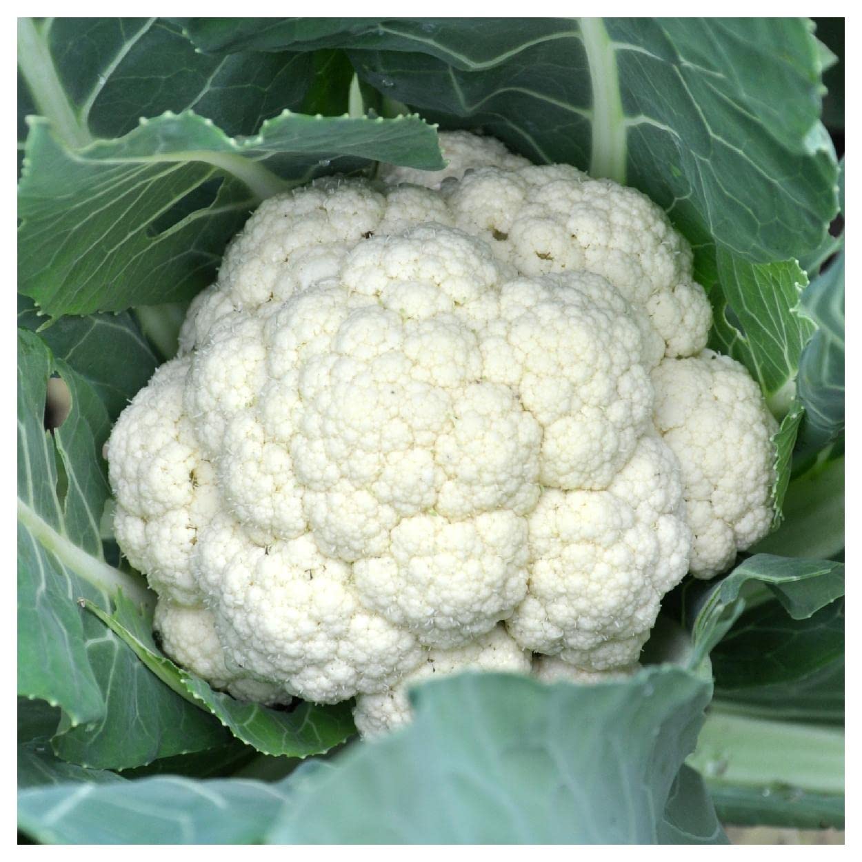 500 Snowball Y Improved Cauliflower Seeds - Non-GMO, Heirloom Vegetable Seeds for Home Gardening - Perfect for Fresh Salads, Roasting & Healthy Meals