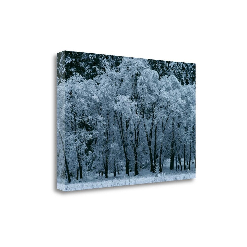 Black Oaks Yosemite Landscape Art Print by Alain Thomas - Premium Giclee Canvas Wall Art, Gallery Wrapped & Ready to Hang - Perfect for Living Room, Bedroom or Office Decor