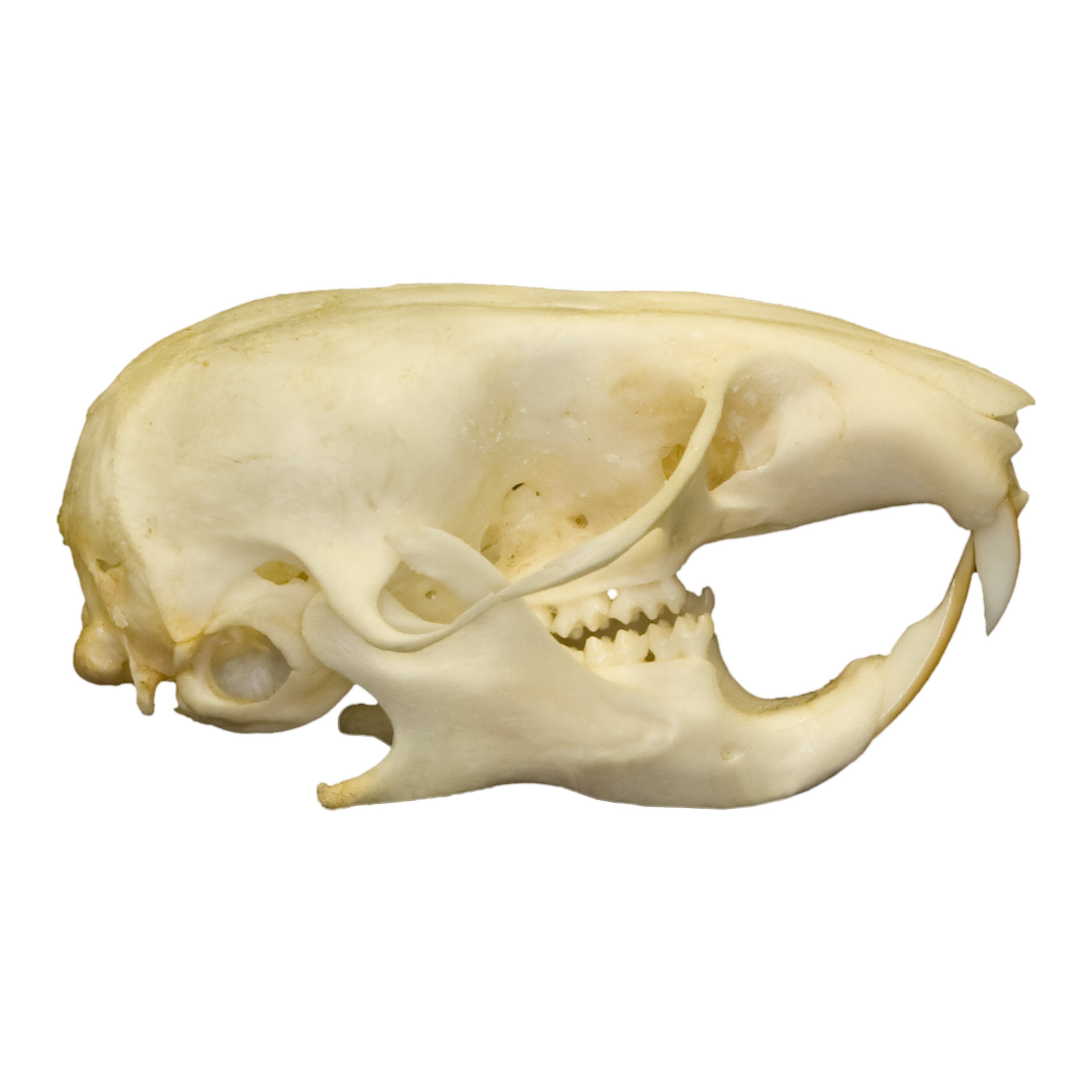 Real Hamster Skull - Authentic Animal Specimen for Science Study, Taxidermy & Oddity Collectors - Perfect for Biology Classrooms, Gothic Decor & Curiosity Cabinets