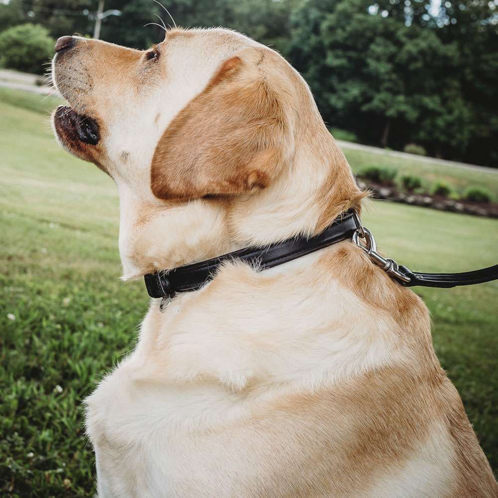 Rover Standard Dog Collar - Adjustable Nylon Pet Collar for Small Medium Large Dogs - Perfect for Walking, Training & Outdoor Adventures