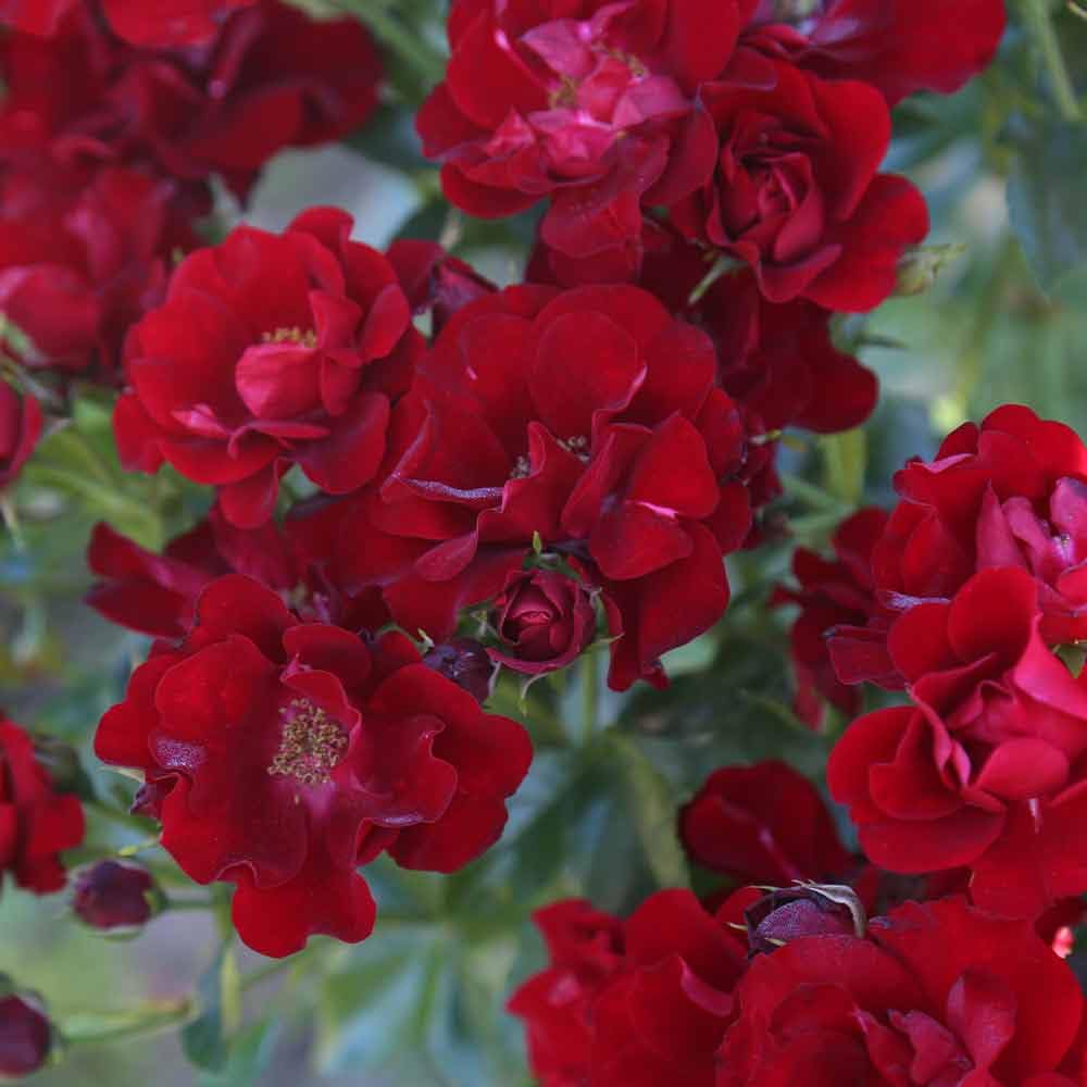 Heirloom Roses Keep in Touch Red Floribunda Rose Bush - Live Outdoor Garden Plant for Landscaping, Borders & Romantic Gardens