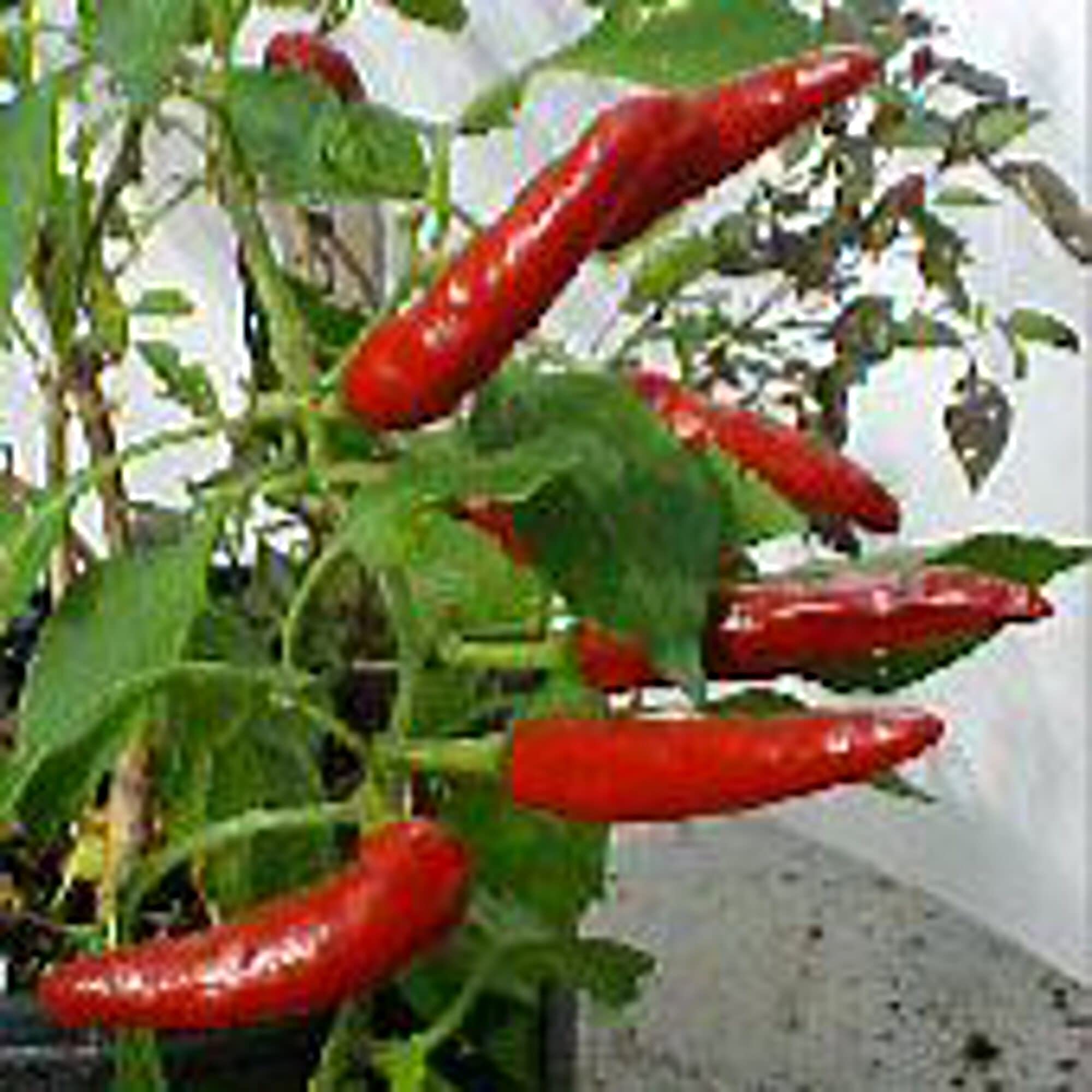 Non-GMO Sport Hot Pepper Seeds (20+ Seeds) - Heirloom Vegetable Seeds for Planting, Home Garden, Greenhouse | Perfect for Spicy Cooking, Salsa, and Hot Sauce Recipes