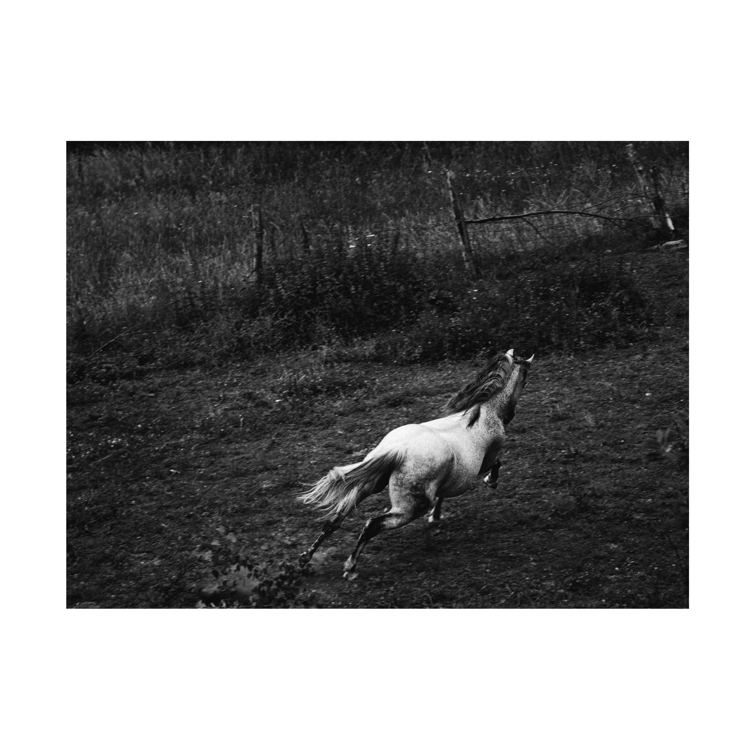 Trademark Fine Art 'Running Horse' Canvas Wall Art by Aledanda - Stunning Home & Office Decor for Living Room, Bedroom, or Study