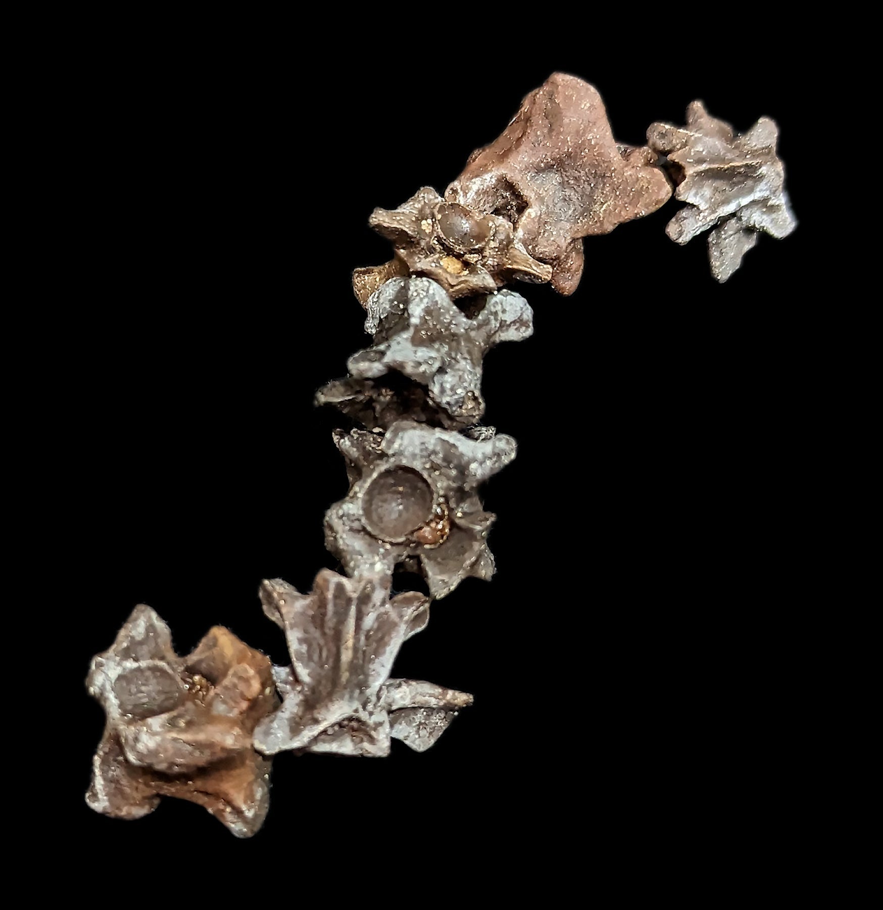 Fossilized Snake Vertebra - Genuine Prehistoric Reptile Fossil Specimen for Collectors & Science Enthusiasts - Perfect for Home Decor, Classroom Display & Paleontology Studies
