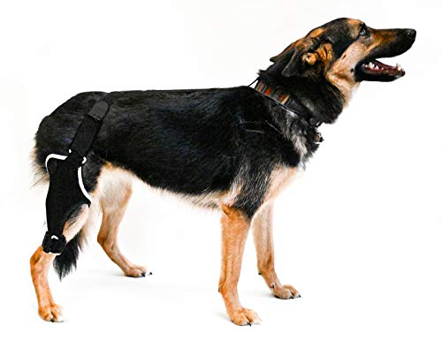 Embrace - Dog Knee Stifle Brace for Small Dogs (Right Leg) - Supports ACL Injuries & Joint Pain Relief for Active Pets