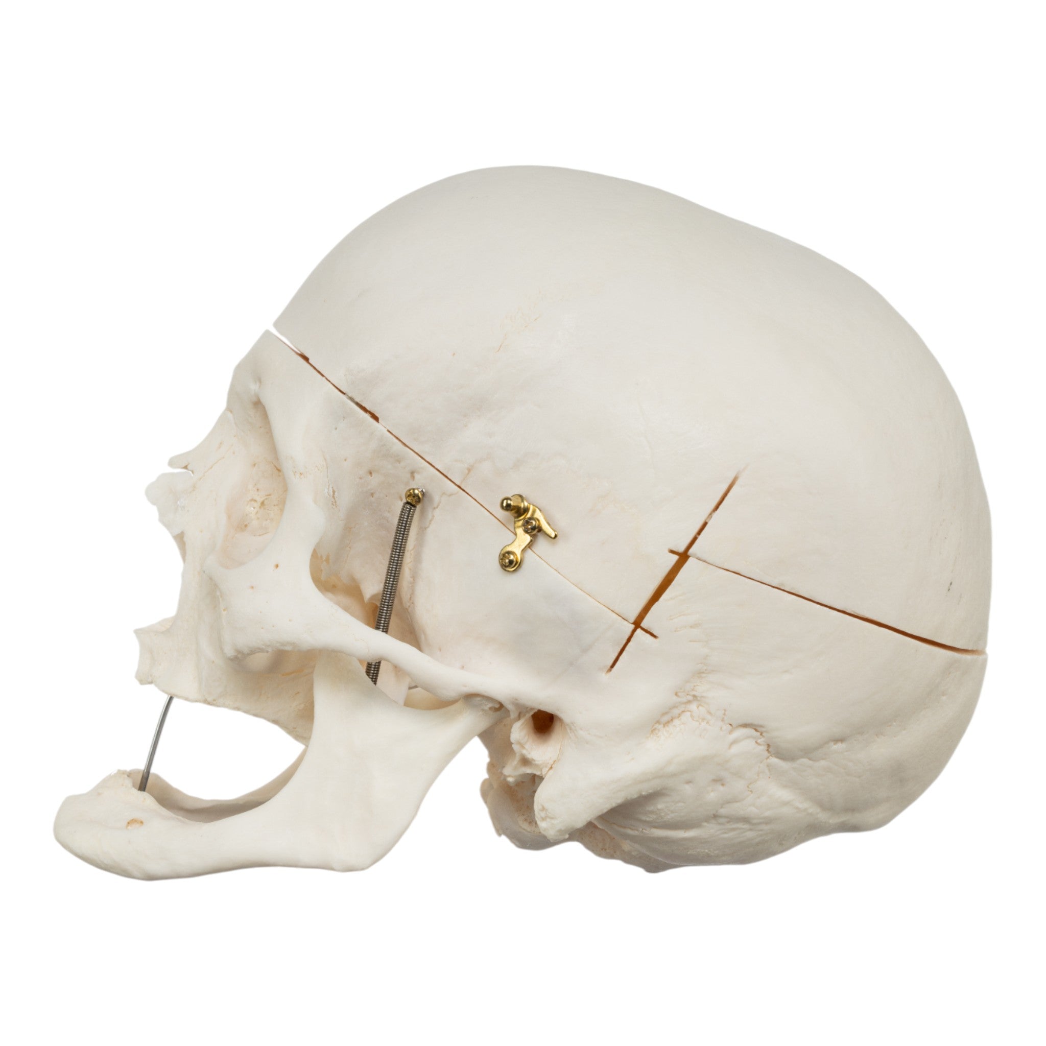 Premium Anatomical Human Skull Model - Accurate Medical & Educational Tool for Students, Doctors & Researchers | Perfect for Classroom, Lab & Medical Training