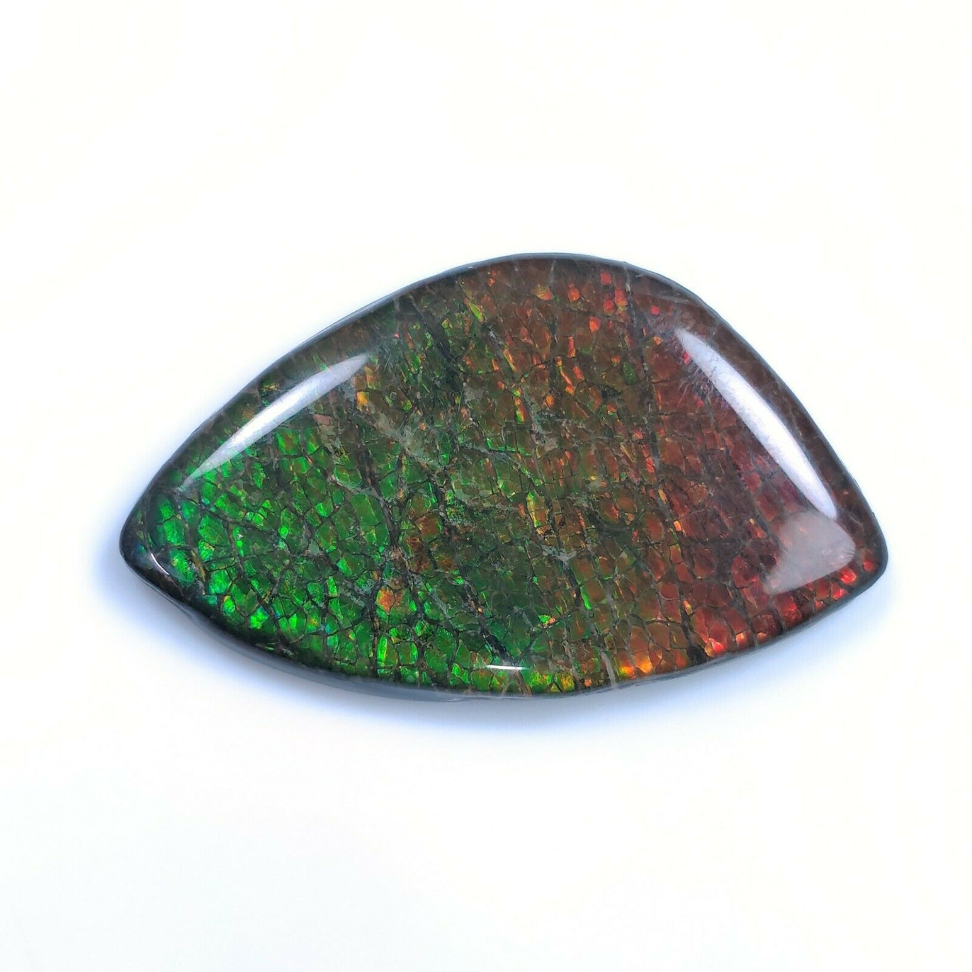 Natural AMMOLITE Gemstone Cabochon 69.00cts Bi-Color Fossilized Shell - 31x52mm Unique Uneven Shape (Video Included) - Perfect for Jewelry Making, Mineral Collections & Healing Crystals
