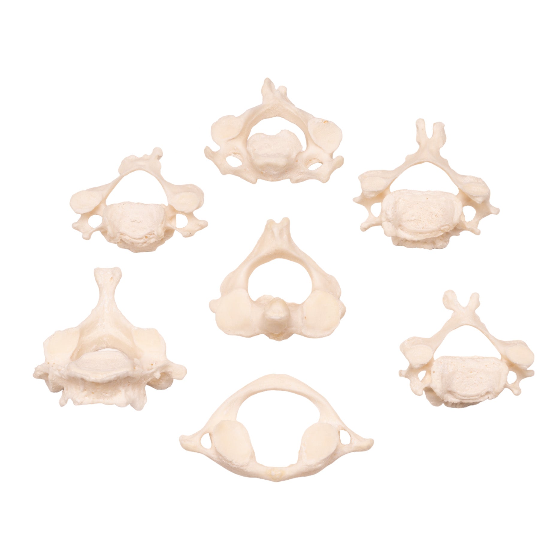 Premium Human Vertebrae Specimen for Medical Research & Education - Ideal for Anatomy Study, Medical Training, and Forensic Science Applications