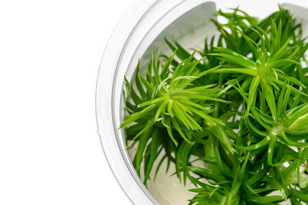 Eriocaulon Buergerianum Aquatic Plant for Freshwater Aquariums - Perfect for Aquascaping, Fish Tanks & Aquatic Gardens
