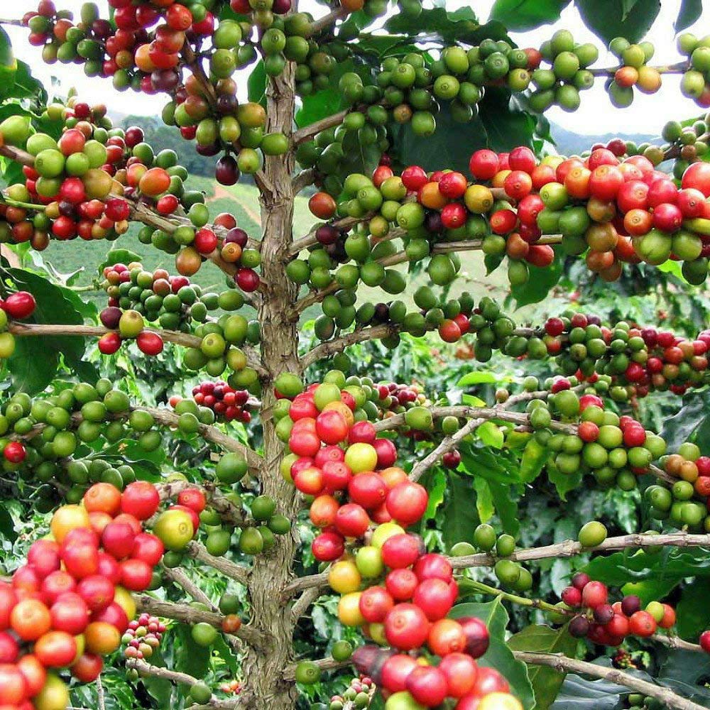 Organic Arabica Coffee Plant 3