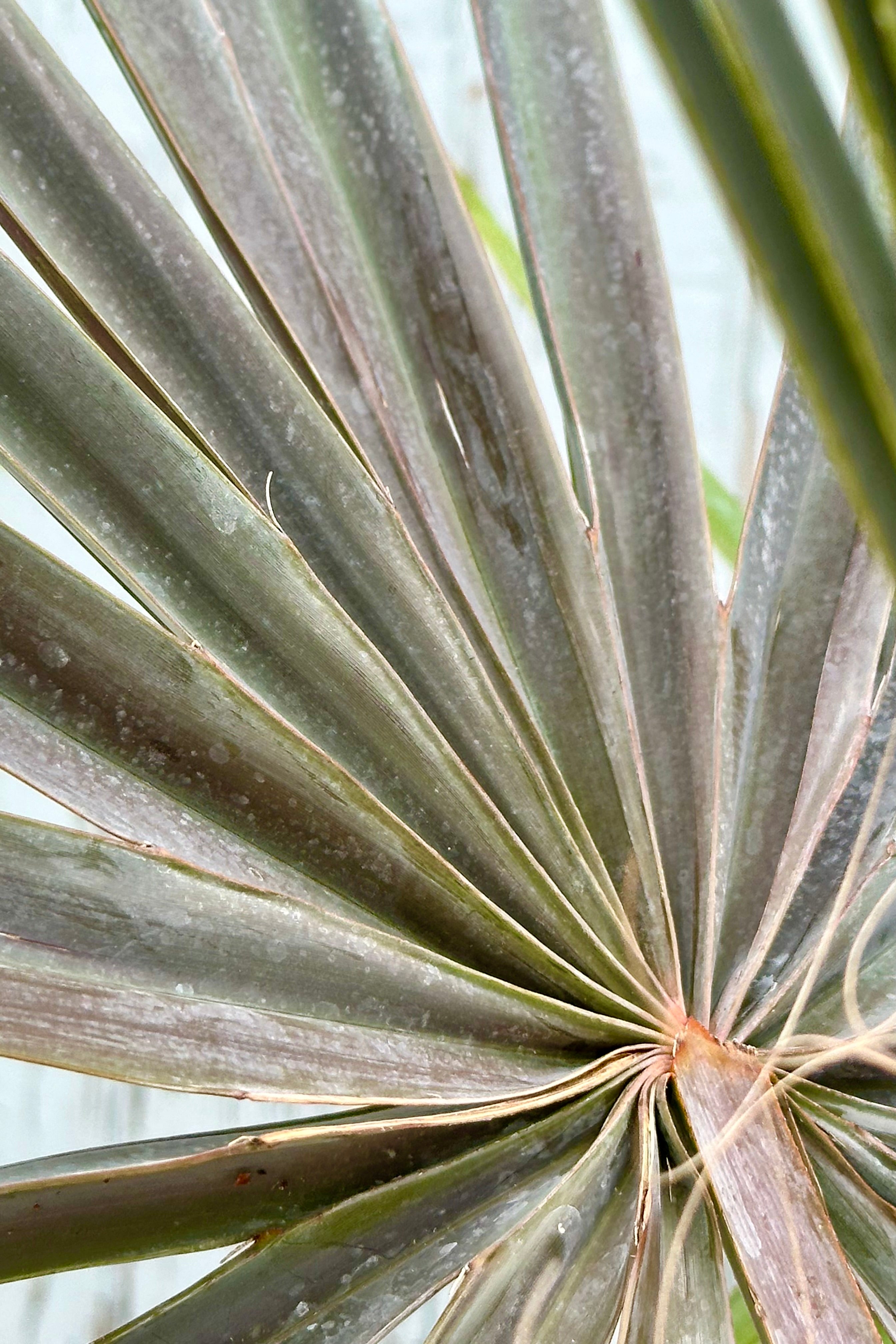 Bismarckia Nobilis Blue Fan Palm - 14