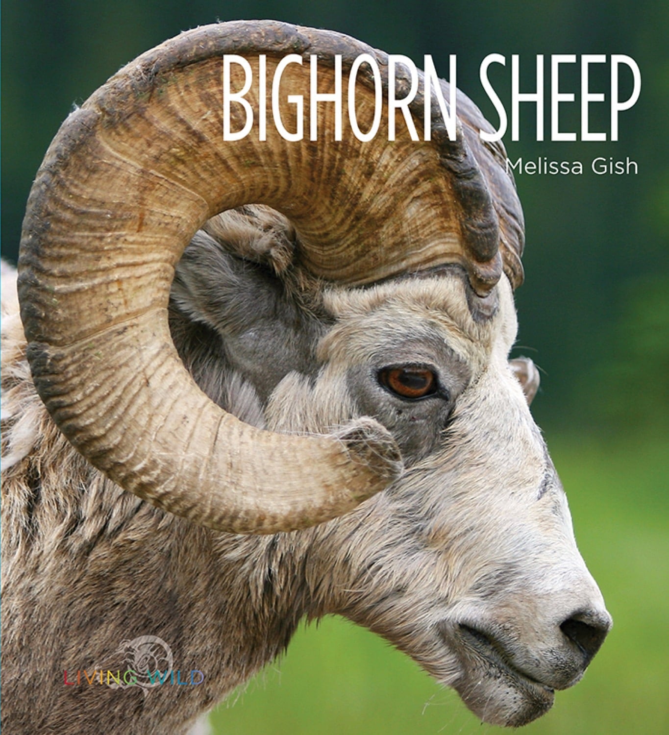 Bighorn Sheep Book - ISBN 9781608185641 - Wildlife Education & Nature Exploration for Outdoor Enthusiasts