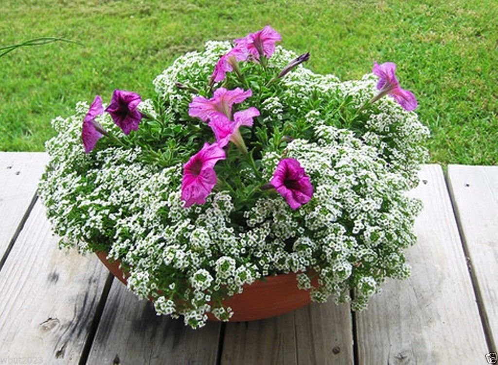 Lobularia Maritima (Sweet Alyssum 'Carpet of Snow') 3000 Seeds - Fragrant White Flower Seeds for Garden, Borders & Ground Cover | Perfect for Pollinators & Landscaping