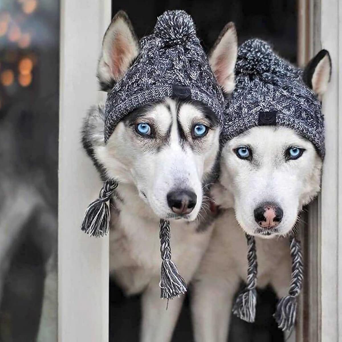 Warm Knitted Dog Hat with Ear Holes for Small Medium Dogs - Winter Pet Accessory for Outdoor Walks