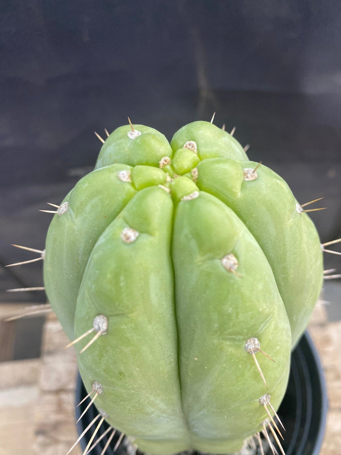 Exact Trichocereus Pachanoi Nuestra Bonita Cactus - 11.5 Inch Rare San Pedro Cactus for Home Decor, Landscaping & Spiritual Ceremonies