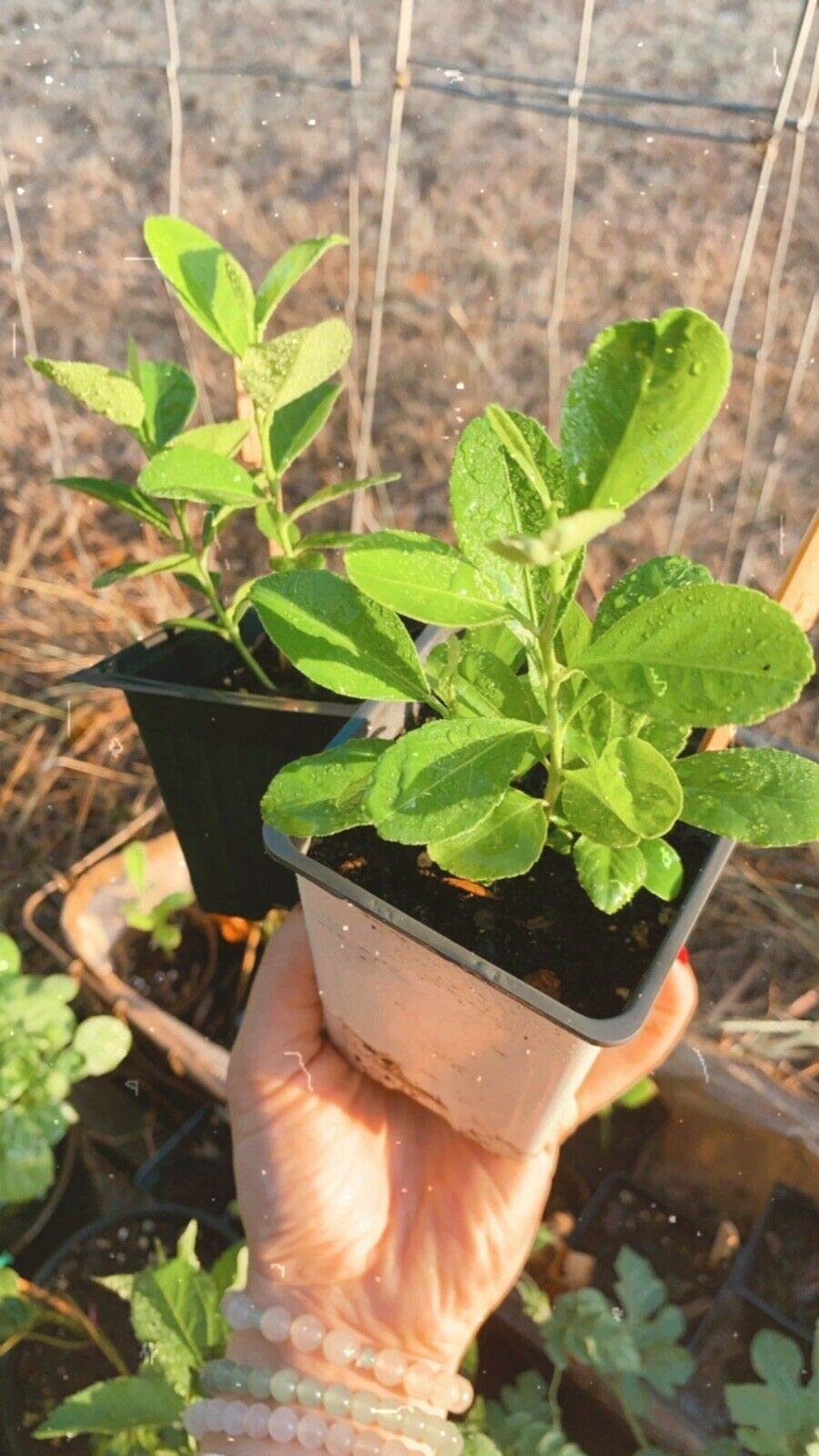 30+ Non-GMO Lemon Tree Seeds for Planting - Organic Pesticide-Free Citrus Fruit Tree - Perfect for Home Garden, Backyard Orchard & DIY Gardening Projects