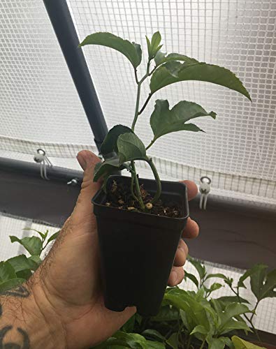 Passiflora 'Frederick' Edible Purple Passion Flower Fruit Vine - Live Tropical Plant for Home Garden | Grow Your Own Exotic Fruits | Perfect for Landscaping, Backyard Orchard & Fresh Smoothies