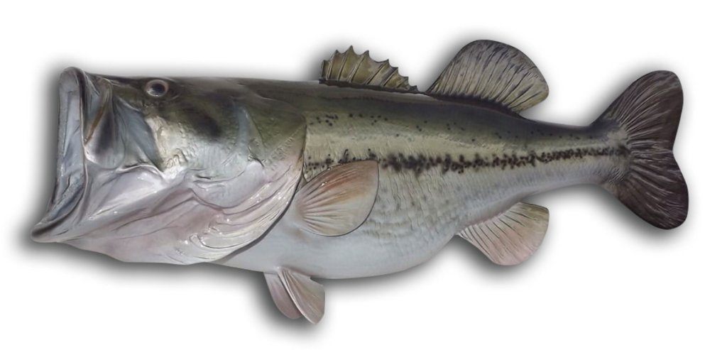 19 Inch Largemouth Bass Fish Replica Trophy - Realistic Wall Mounted Bass Decor for Fishing Enthusiasts, Perfect for Man Cave, Lake House, or Coastal Home Decor