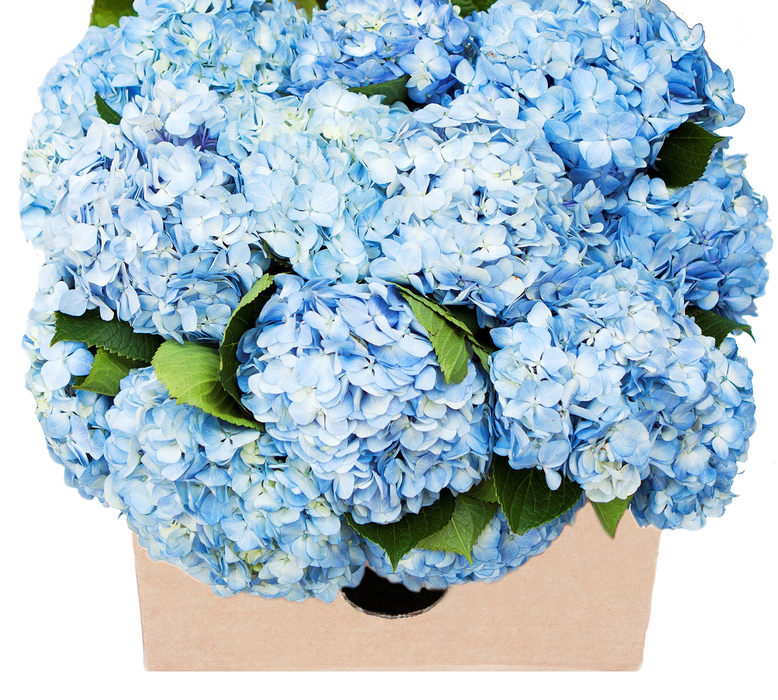 Premium 30 Blue Hydrangea Wedding Flowers - Naturally Colored Fresh Blooms for Birthdays, Anniversaries & Mother's Day | Fast Next-Day Delivery | Perfect for Wedding Decor, Centerpieces & Special Occasion Gifts