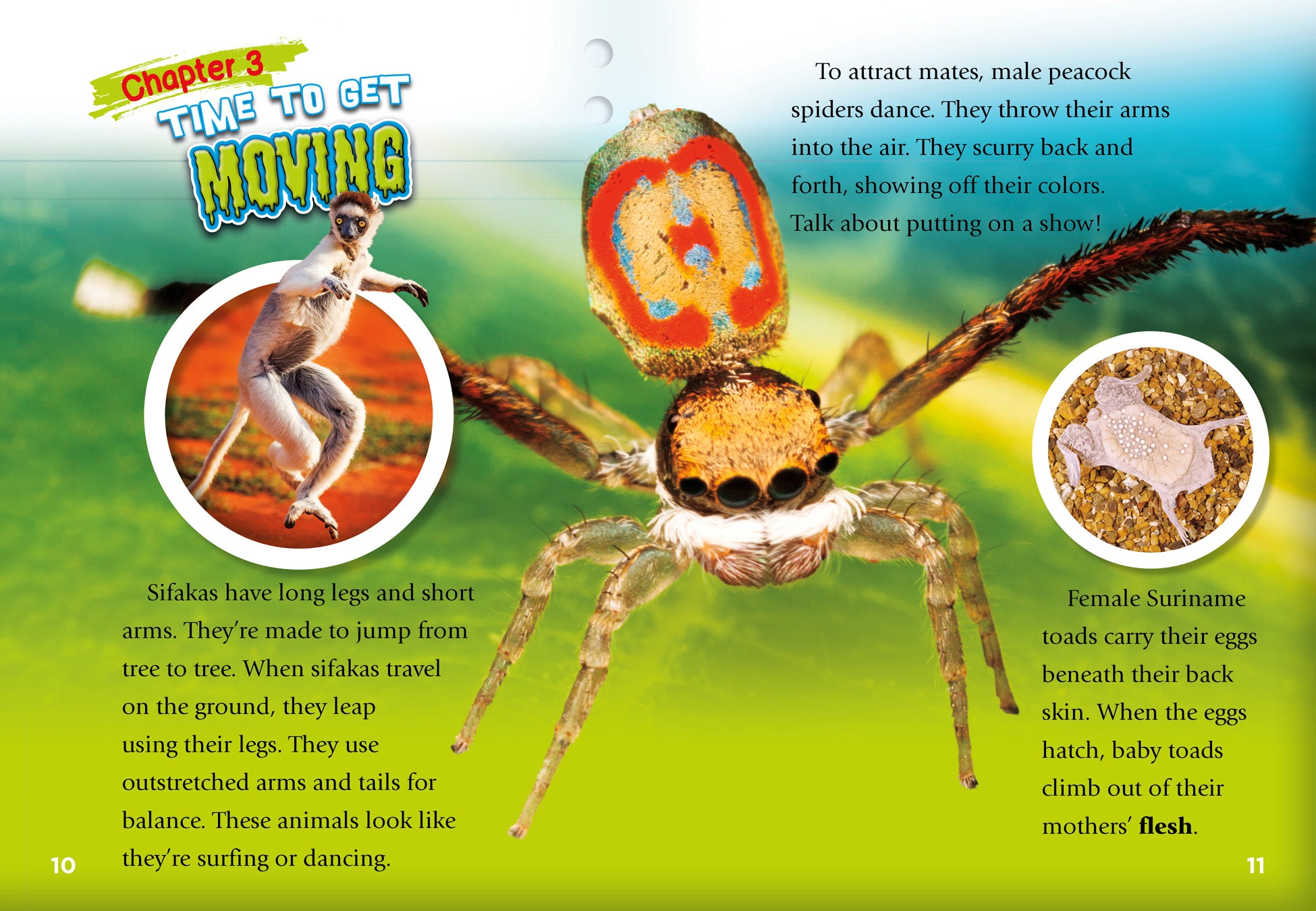 Amazing & Disgusting Animal Facts - Unusual Wildlife Trivia for Kids & Adults | Perfect for Classroom Learning & Family Game Nights