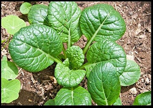200-4000 Tatsoi Seeds - Green Asian Mustard Spinach with Thick Tender Leaves & High Vitamin Content | Perfect for Home Gardening, Asian Cuisine & Healthy Salads